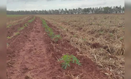 IDR-Paraná discutirá manejo de solos compactados no Show Rural