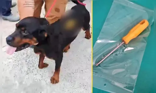 Mulher crava chave de fenda em rottweiler que procurava comida no lixo