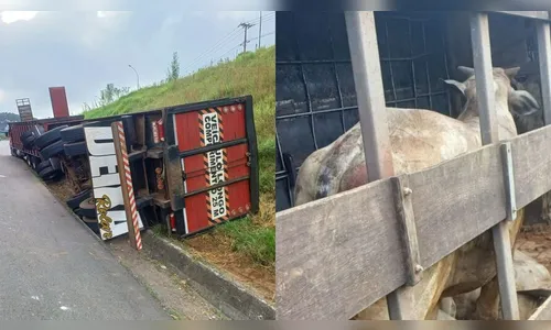 Caminhão com bovinos tomba e causa congestionamento no Paraná