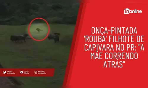 Onça-pintada 'rouba' filhote de capivara no PR: 