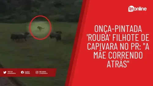 Onça-pintada 'rouba' filhote de capivara no PR: "A mãe correndo atrás"