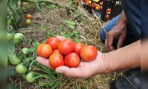 Tecpar orienta a como identificar produtos orgânicos não certificados