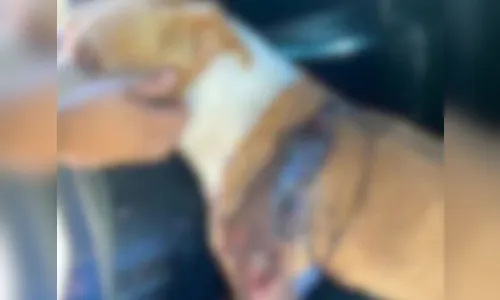 Pitbull morre após levar golpe de machado em Paranavaí