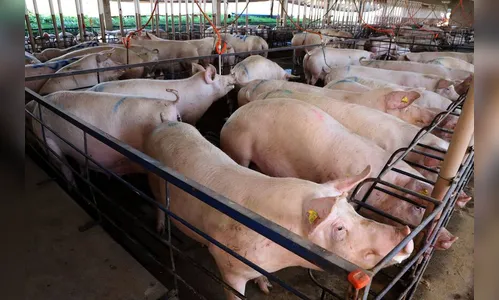 Paraná liderou a importação de suínos de alta genética em 2023