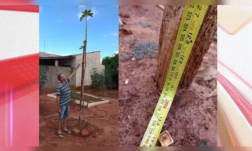 Pé de couve 'gigante' surpreende moradores de Paranavaí; veja fotos