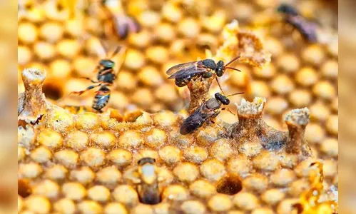 Produtores do PR formam associação para criar abelhas sem ferrão