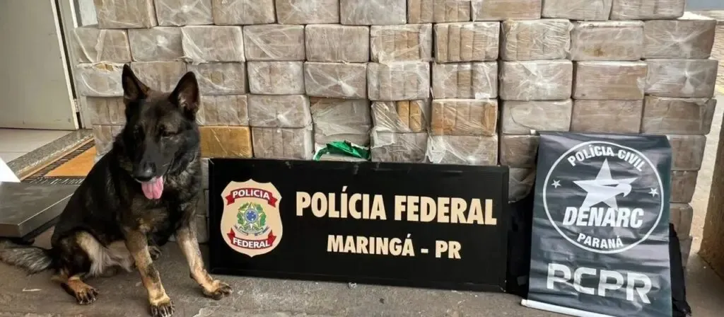 Cães farejadores auxiliaram na operação