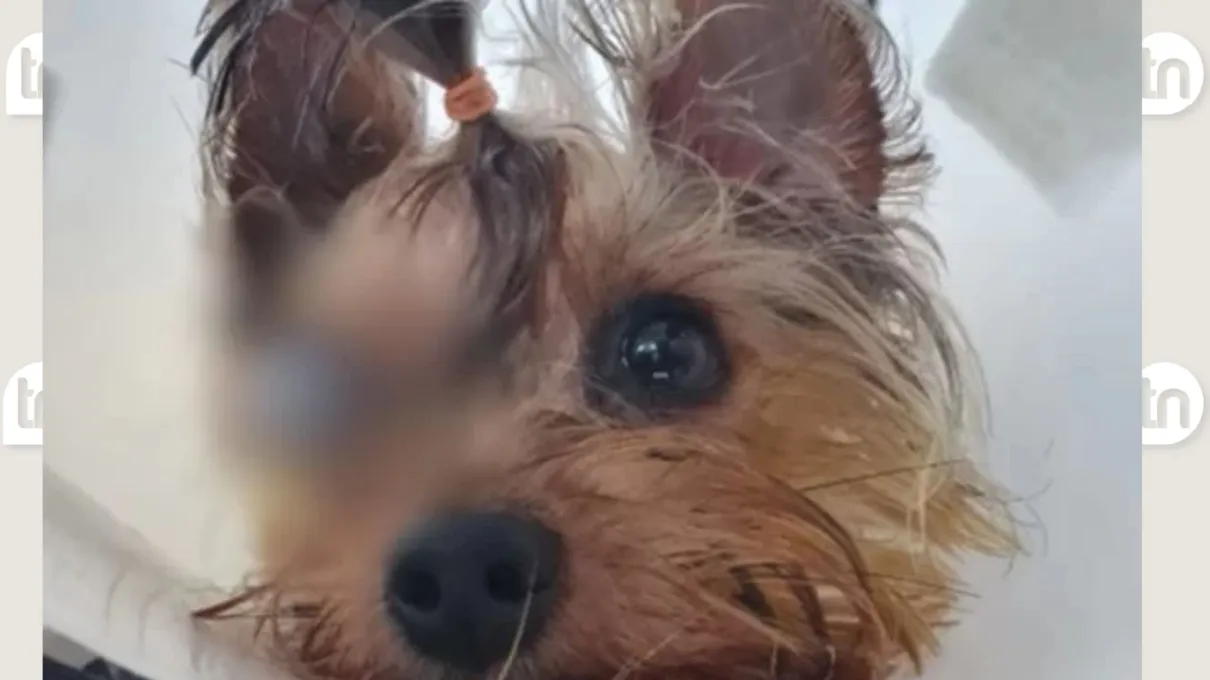 Lhasa-apso passava por banho e tosa quando apresentou complicações no olho