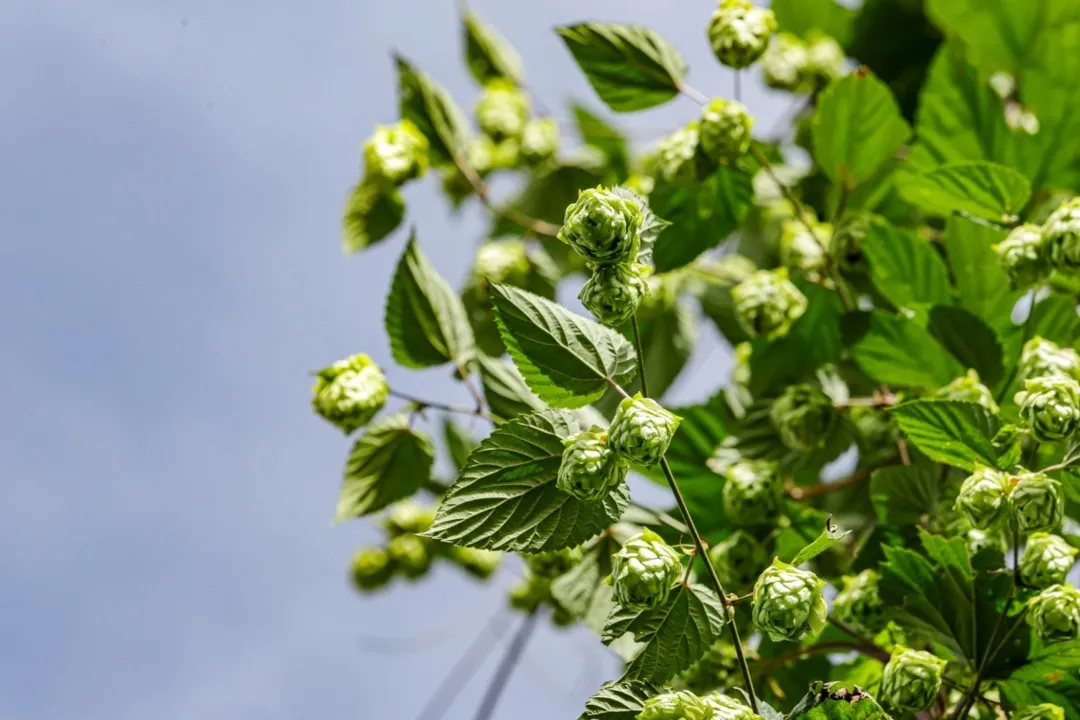 Lúpulo é a essência fundamental para o aroma e o amargor característicos da cerveja