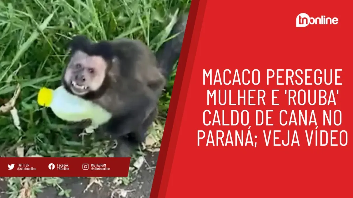 Macaco persegue mulher e 'rouba' caldo de cana no Paraná