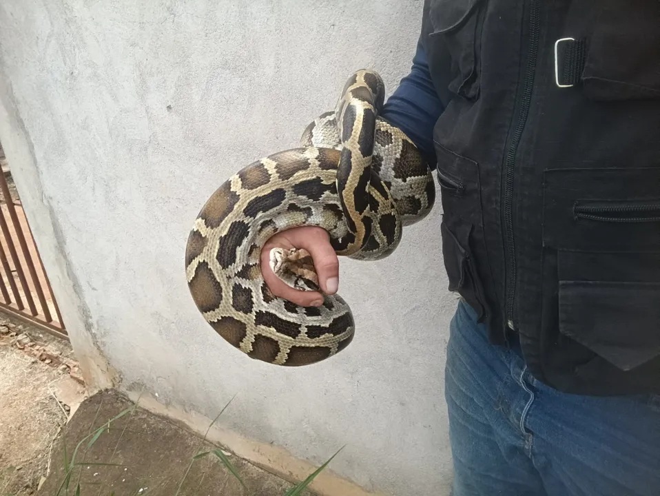 O biólogo Fernando Felipe realizou a captura do animal