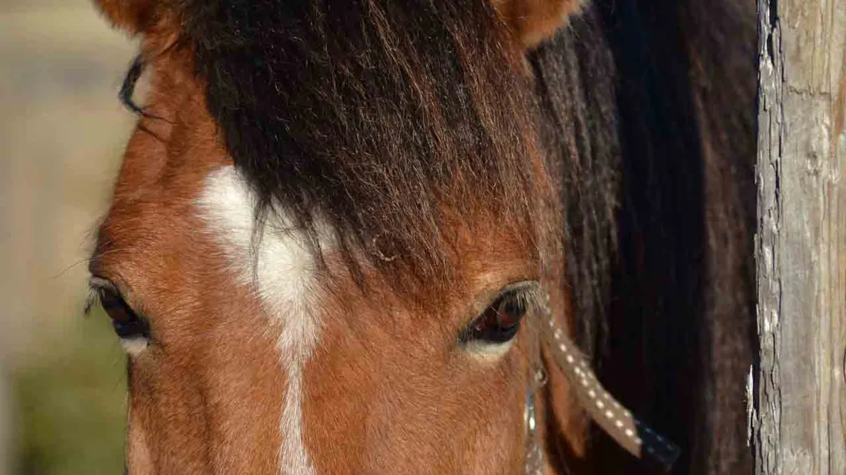 O cavalo ficou o dia todo amarrado sem acesso a comida e água