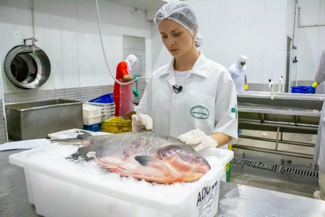 O consumidor deve prestar atenção nos olhos do pescado, que precisam estar limpos, translúcidos, transparentes e com aspecto vivo