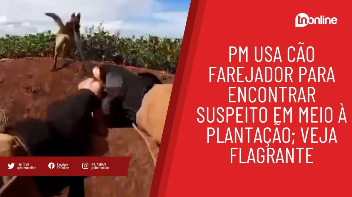 PM usa cão farejador para encontrar suspeito em meio à plantação; veja