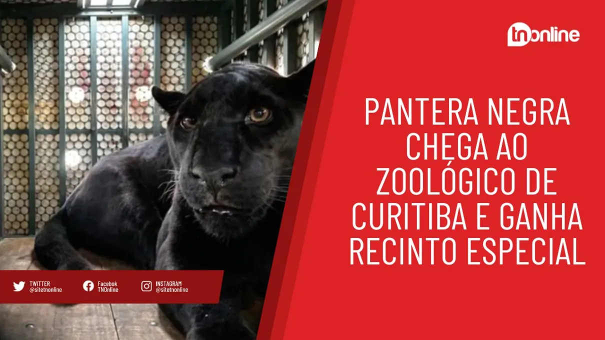 Pantera Negra chega ao Zoológico de Curitiba e ganha recinto especial