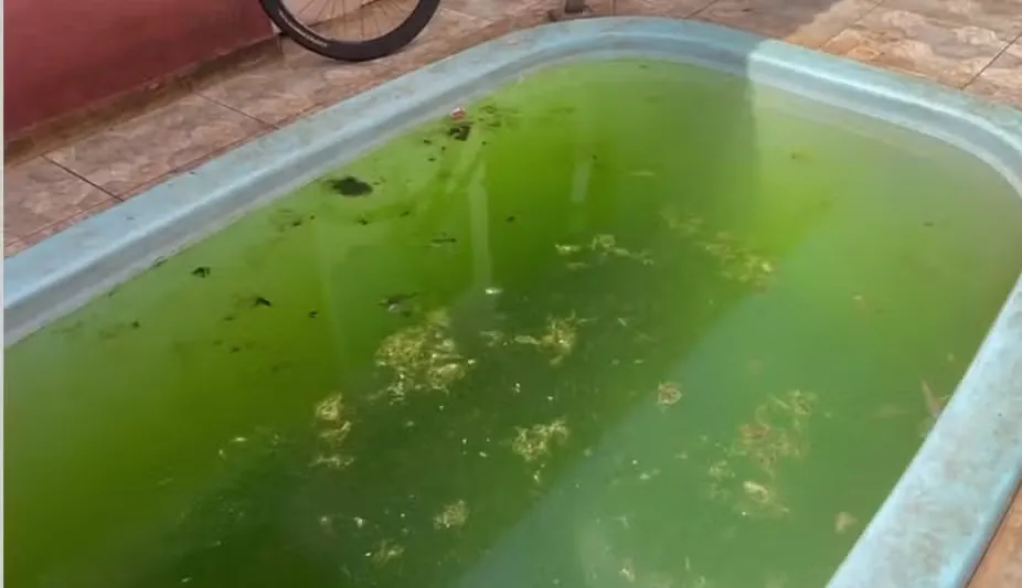 Piscina com criadouro de dengue encontrada pela polícia