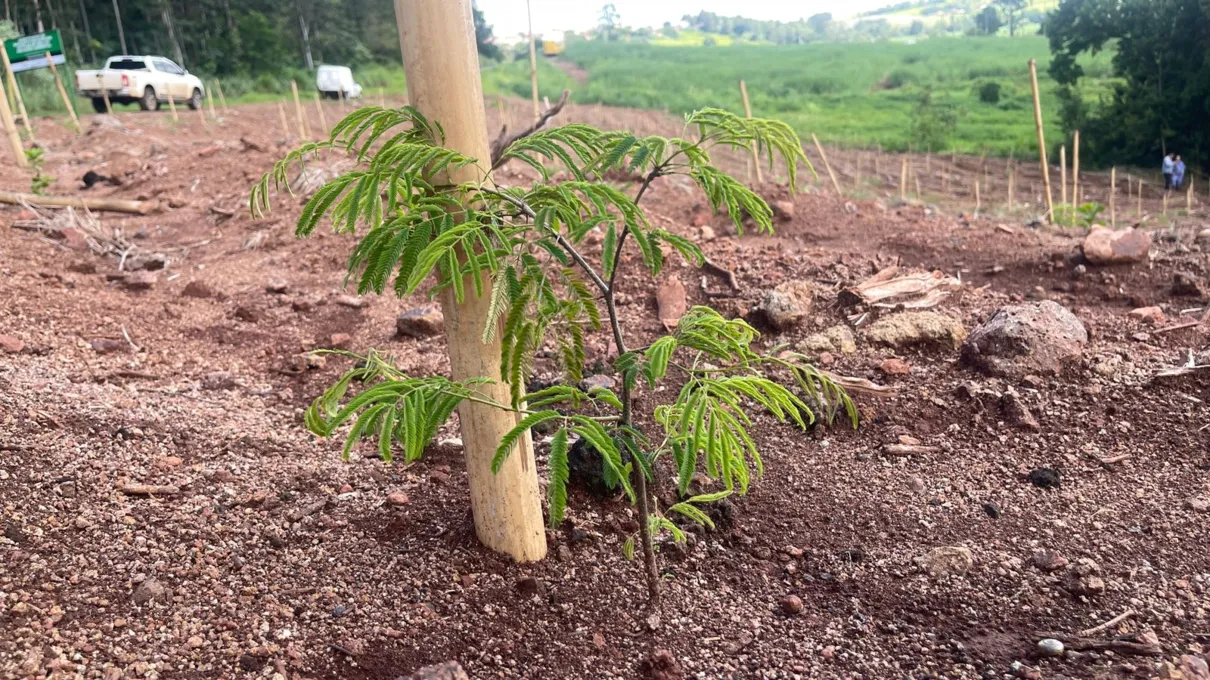 Plantio de mudas nativas em Jandaia do Sul