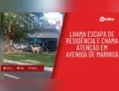 Lhama escapa de residência e chama atenção em avenida de Maringá
