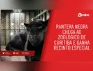 Pantera Negra chega ao Zoológico de Curitiba e ganha recinto especial