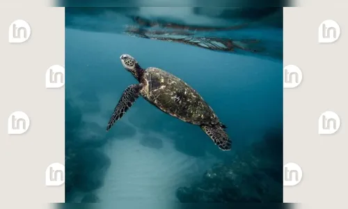 Doença em carne de tartaruga mata nove pessoas e 78 são hospitalizadas