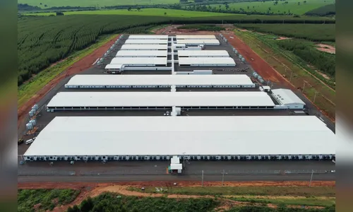 Granja de Paranavaí lança primeiros suínos no mercado em abril