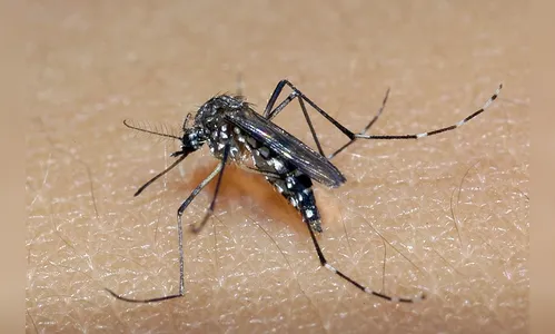 Londrina confirma primeiro caso de chikunguya de 2024; saiba mais