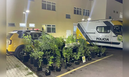 PM descobre estufa com 73 pés de maconha e prende traficante no PR