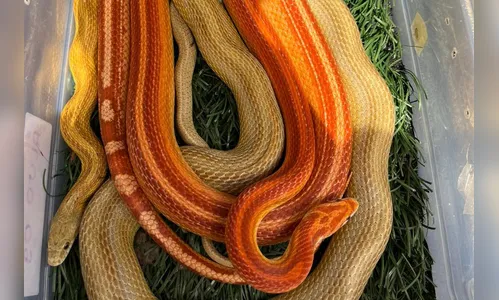 IAT encaminha animais silvestres resgatados pela PCPR para criadouros