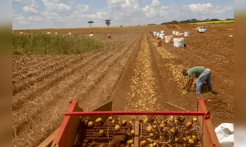 Primeira safra de batata rende 392,2 mil toneladas no Paraná