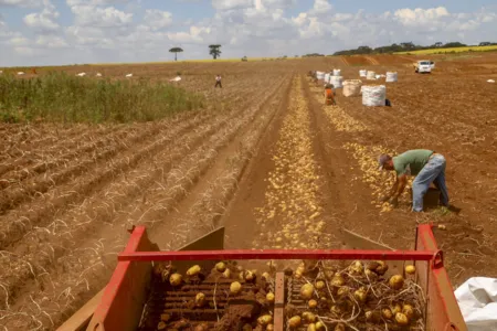 A saca de 25 quilos passou de R$ 52,08 para R$ 100,64