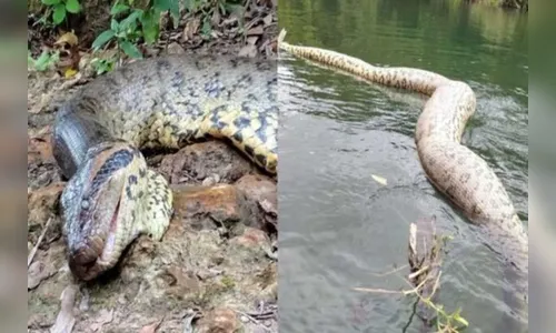 Sucuri gigante é morta a tiros em Bonito; polícia investiga o caso