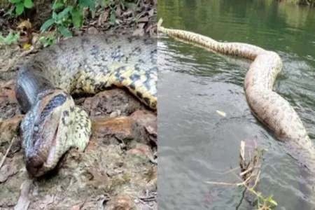 A sucuri, cobra nativa da América do Sul que pode chegar a 100 quilos, não tem veneno