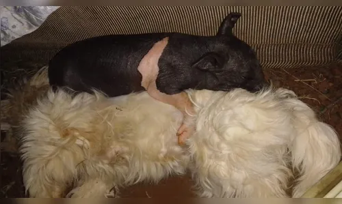 Cadê o Baby? Família procura porquinho de estimação em Apucarana