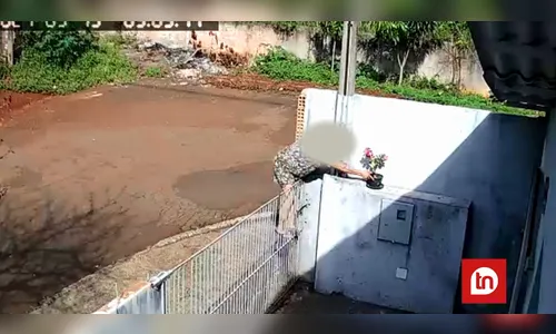Câmera flagra mulher escalando portão e furtando planta em Apucarana