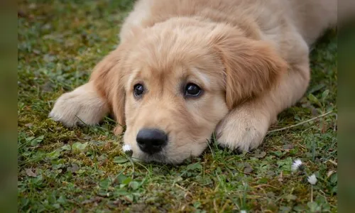 Polícia Civil investiga morte de cães em condomínio de luxo no Paraná