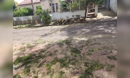 Empresa que faz a poda de árvores é alvo de reclamações em Apucarana