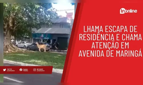 Lhama escapa de residência e chama atenção em avenida de Maringá