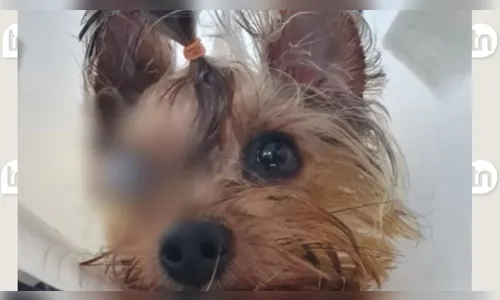 Cachorro volta para casa cego após banho e tosa em pet shop