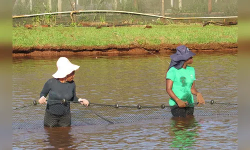 Estudo da genética de tilápias avança com pesquisadoras moçambicanas