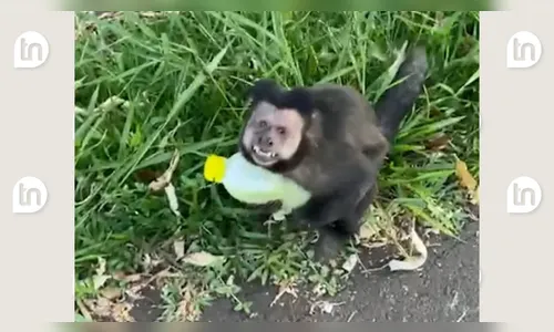 Macaco persegue mulher e 'rouba' caldo de cana no Paraná; veja vídeo