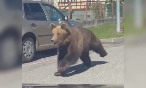 Urso ataca cinco pessoas e leva pânico a cidade da Eslováquia; vídeo