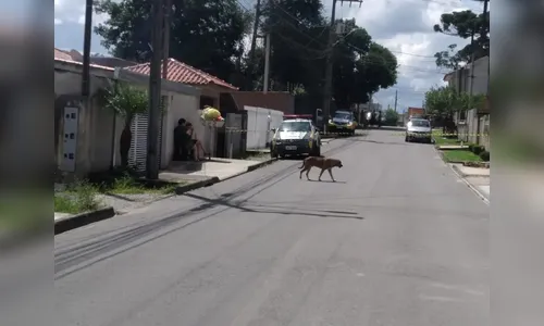 Filho mata mãe a pauladas e é baleado ao reagir à abordagem da PM