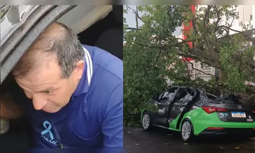Árvore cai sobre carro, e motorista escapa por um triz de ser esmagado