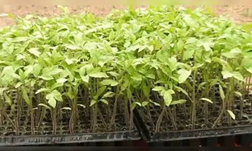 Agricultor tem 1.6 mil mudas de tomate furtadas em Cruzmaltina