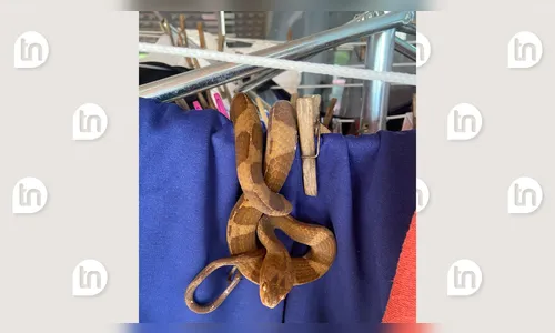 Que susto! Dona de casa encontra cobra em varal ao recolher roupa