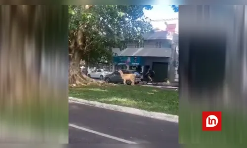 Lhama escapa de residência e chama atenção em avenida de Maringá