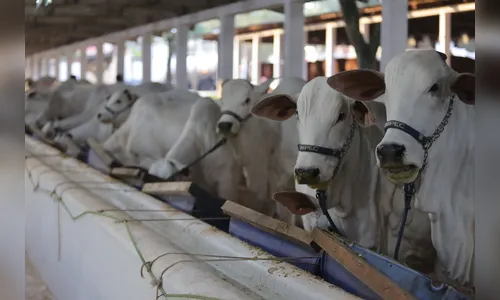 Adapar e Faep renovam convênio para emissão da GTA; saiba mais