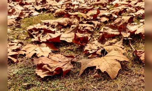Outono terá veranicos, nevoeiros, geadas e diminuição das chuvas no PR