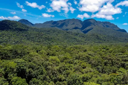 O projeto paranaense superou a marca de 9,3 milhões de plantas