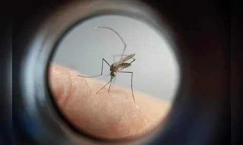 O tempo passa e os números da dengue não param de crescer